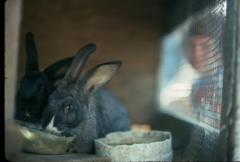  at Windy Acres Farm in Ohio, summer 1975